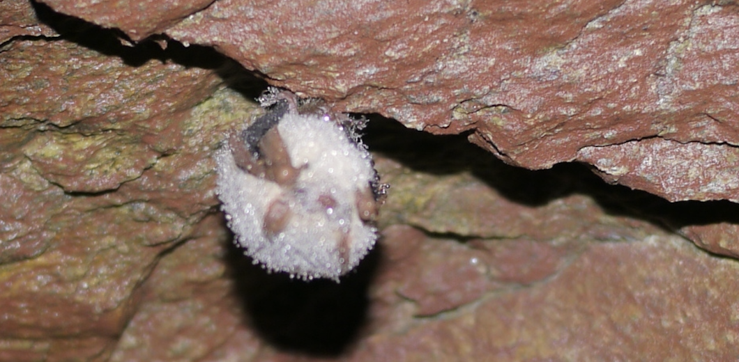 Frozen bat in Minnesota cave