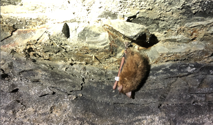 Tri-colored bat in Minnesota cave